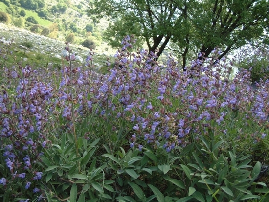 Salvia officinalis